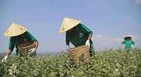 宛“艾”將熟！一株野草長成南陽百億產(chǎn)業(yè)帶 | 極刻