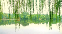【養(yǎng)生知識(shí)】已入五九，六九將至，五九的養(yǎng)生秘訣，你知道嗎？