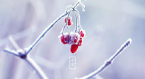 【小寒節(jié)氣】時處二三九，臘月梅花開！