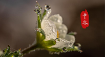 【二十四節(jié)氣灸】雨水節(jié)氣，扶陽、祛濕、調(diào)氣血，才是養(yǎng)生重點！艾灸，橫掃濕寒！