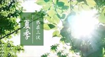 【艾灸三伏天】今年三伏不一般，仙草小助理建議大家早作準備哦！