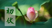 【三伏天】初伏將至，“蒸煮”模式開啟！想要健康，這四類食物別錯過！！